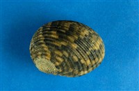 藏品(粗紋蜑螺)的圖片